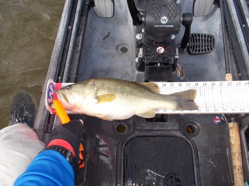4 Killer Baits for Springtime Striper Fishing, Wilderness Systems Kayaks
