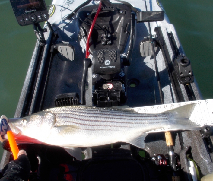 4 Killer Baits for Springtime Striper Fishing, Wilderness Systems Kayaks