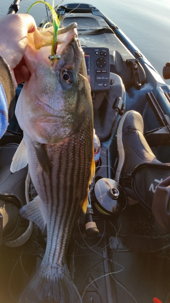 Spring Fly Fishing for Striped Bass - On The Water